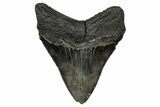Fossil Megalodon Tooth - South Carolina #356854-1